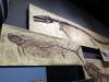 193 - 20181020 Denver Museum Nature n Science