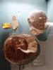 194 - 20181020 Denver Museum Nature n Science