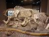 198 - 20181020 Denver Museum Nature n Science