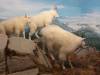 223 - 20181020 Denver Museum Nature n Science