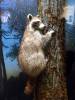 232 - 20181020 Denver Museum Nature n Science