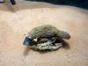 263 - 20181020 Denver Museum Nature n Science