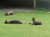 3412 - 20190621 Paris Jardin des Plantes Zoo