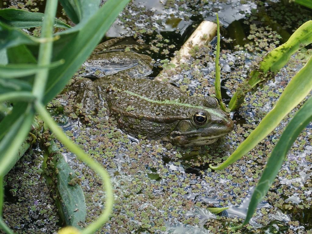 3316 - 20190621 Paris Jardin des Plantes