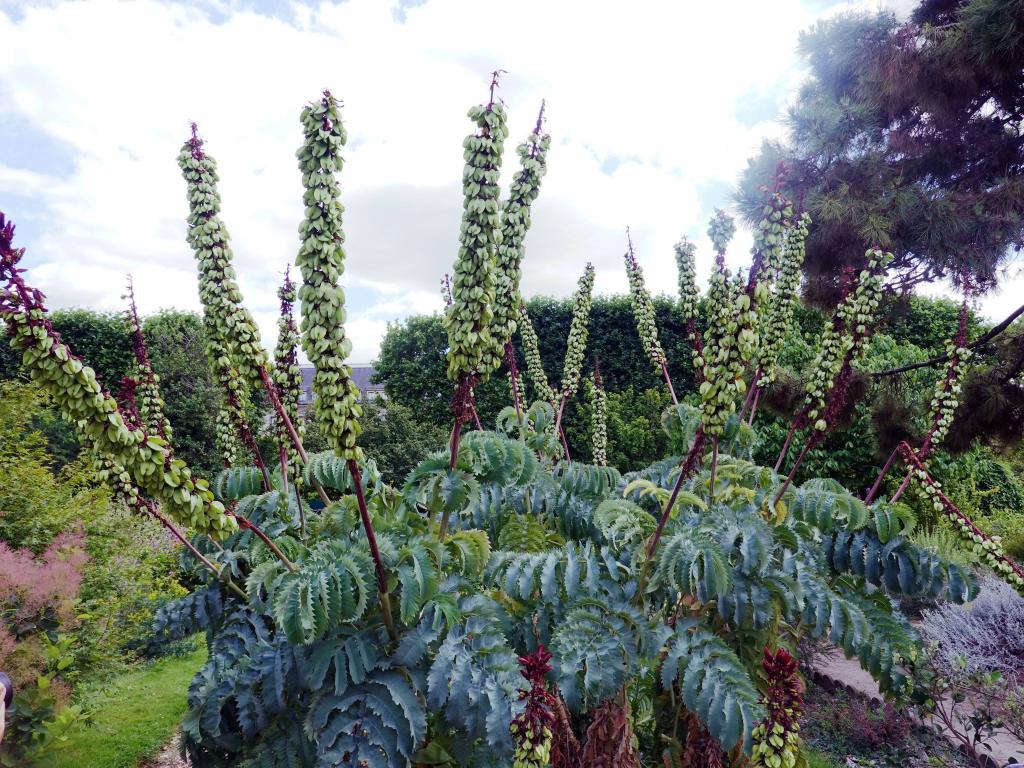 3317 - 20190621 Paris Jardin des Plantes