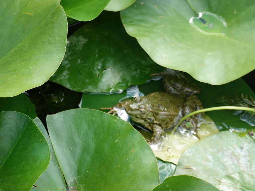 3326 - 20190621 Paris Jardin des Plantes