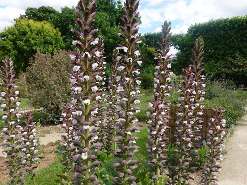 3327 - 20190621 Paris Jardin des Plantes