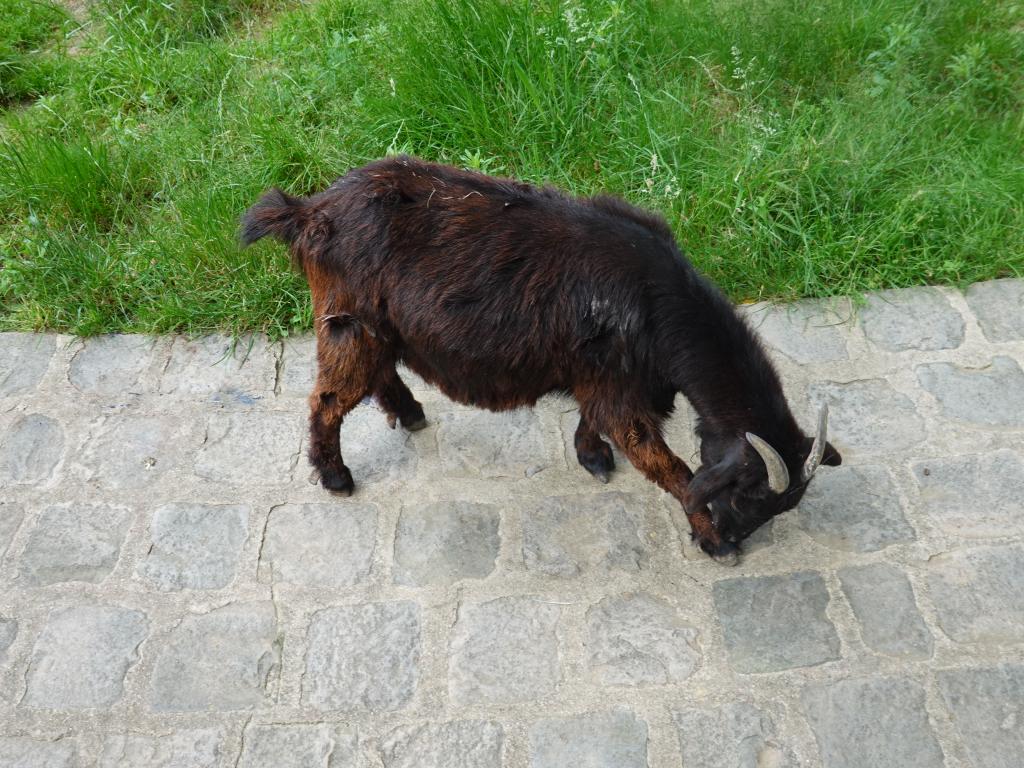 3400 - 20190621 Paris Jardin des Plantes Zoo