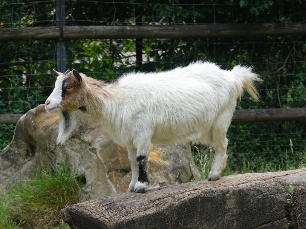 3401 - 20190621 Paris Jardin des Plantes Zoo