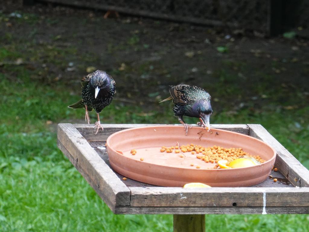 3417 - 20190621 Paris Jardin des Plantes Zoo