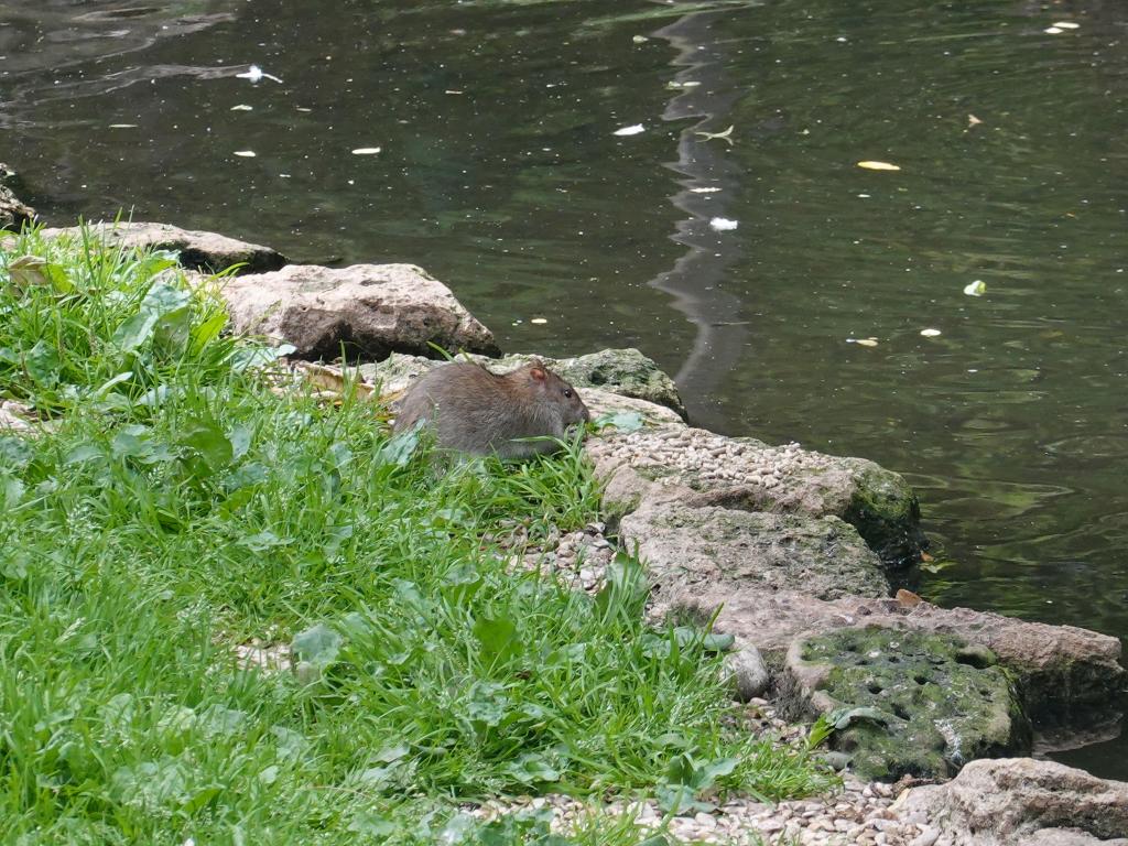 3420 - 20190621 Paris Jardin des Plantes Zoo