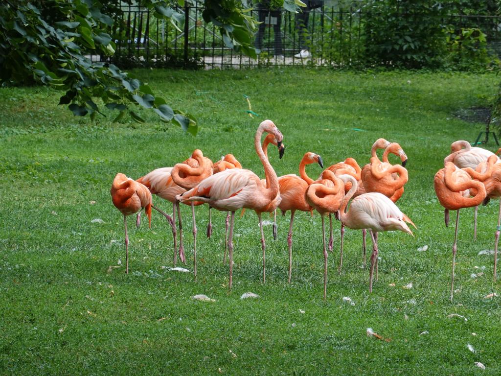 3423 - 20190621 Paris Jardin des Plantes Zoo