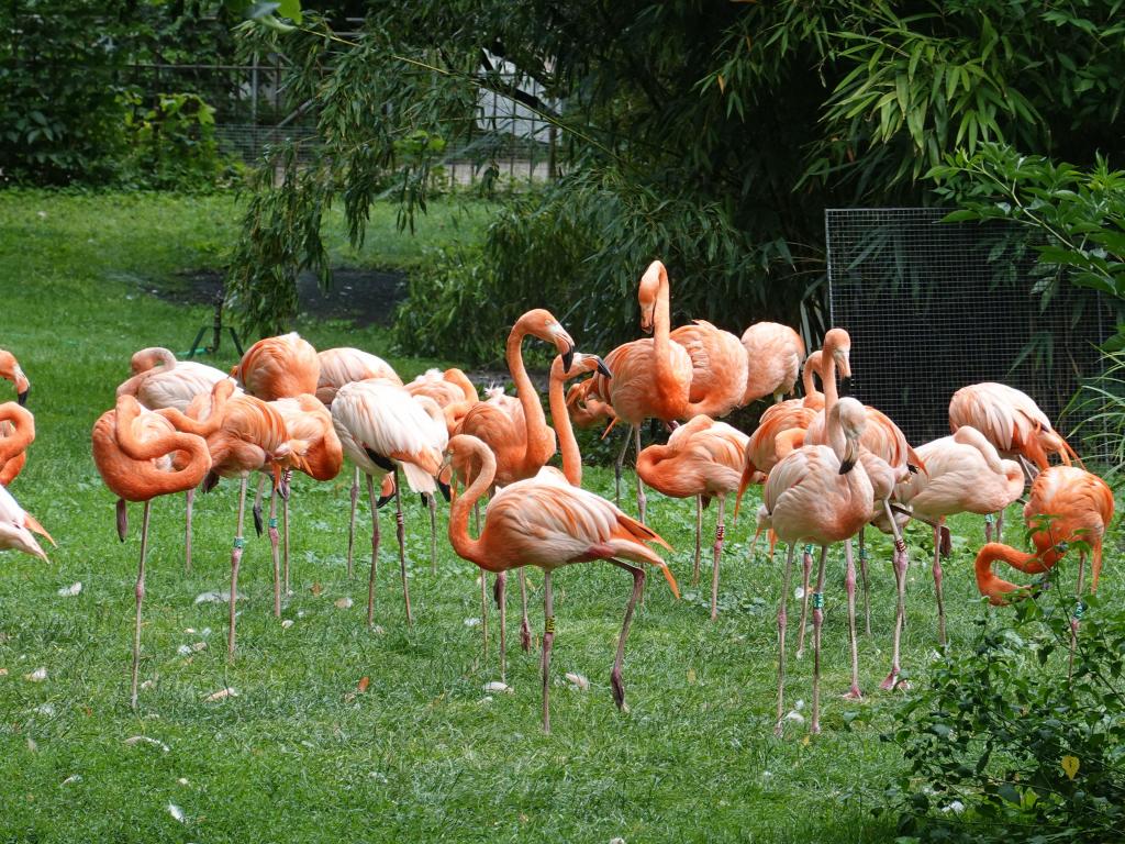 3424 - 20190621 Paris Jardin des Plantes Zoo