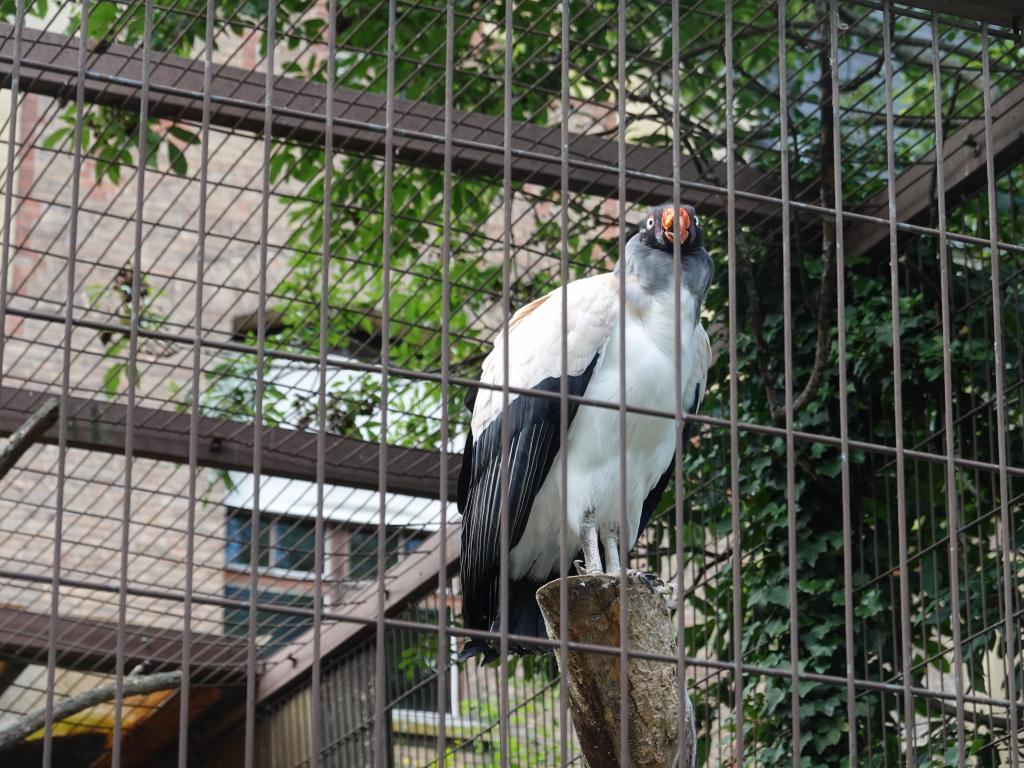 3434 - 20190621 Paris Jardin des Plantes Zoo