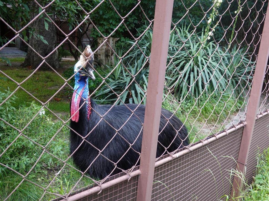 3436 - 20190621 Paris Jardin des Plantes Zoo