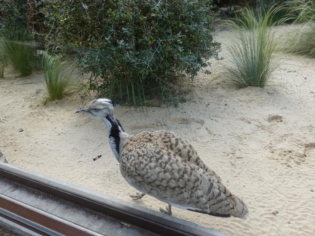 3437 - 20190621 Paris Jardin des Plantes Zoo