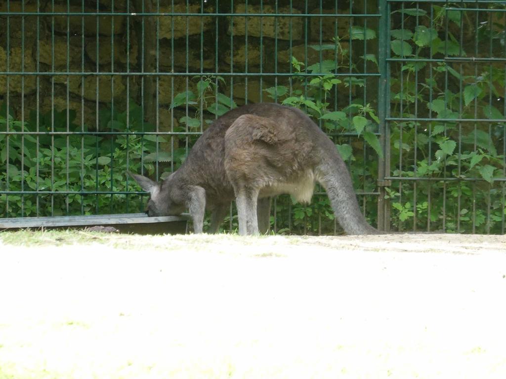 3451 - 20190621 Paris Jardin des Plantes Zoo