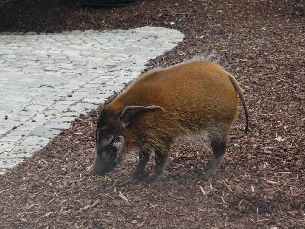 3454 - 20190621 Paris Jardin des Plantes Zoo