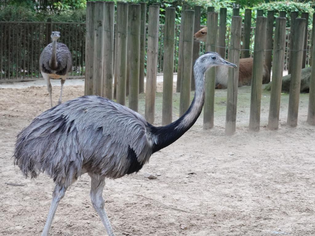 3455 - 20190621 Paris Jardin des Plantes Zoo