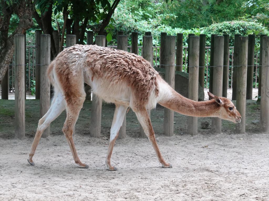 3456 - 20190621 Paris Jardin des Plantes Zoo