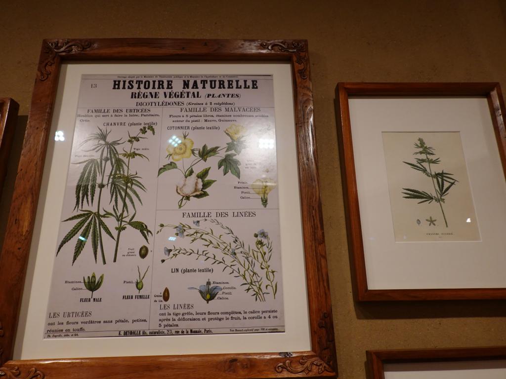 1188 - 20190624 Hemp n Hash Museum