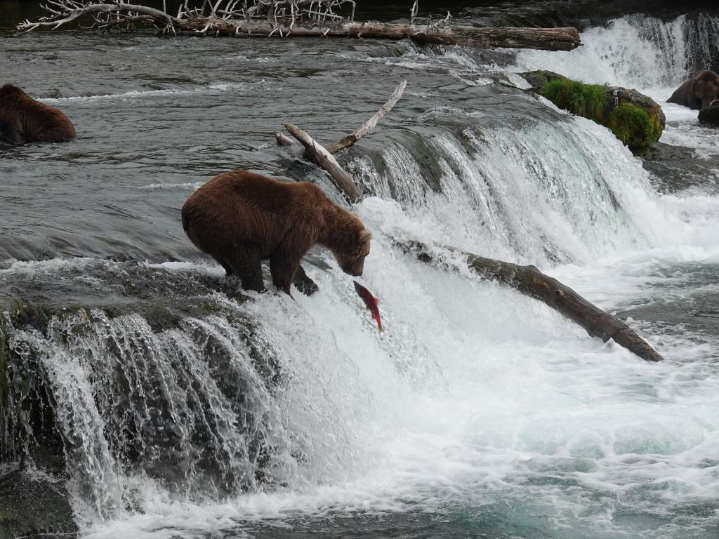 373 - 20190904 Day01 Katmai