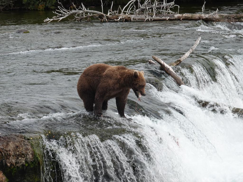 459 - 20190904 Day01 Katmai