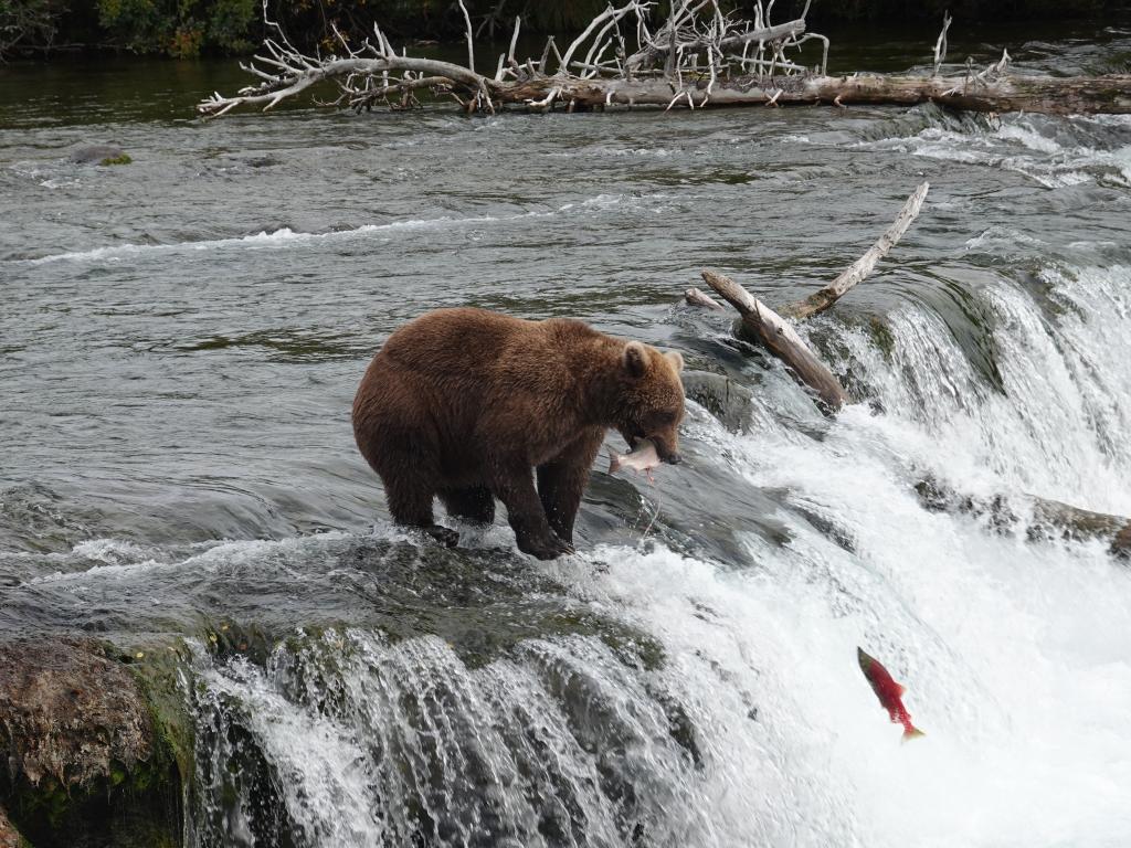 461 - 20190904 Day01 Katmai