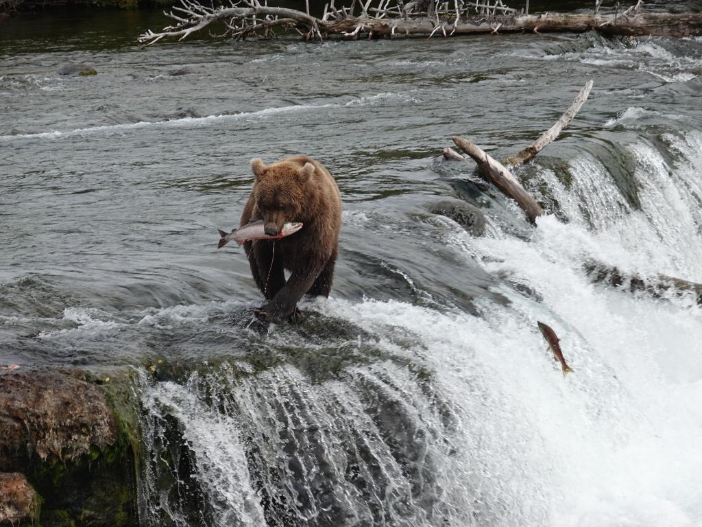 467 - 20190904 Day01 Katmai