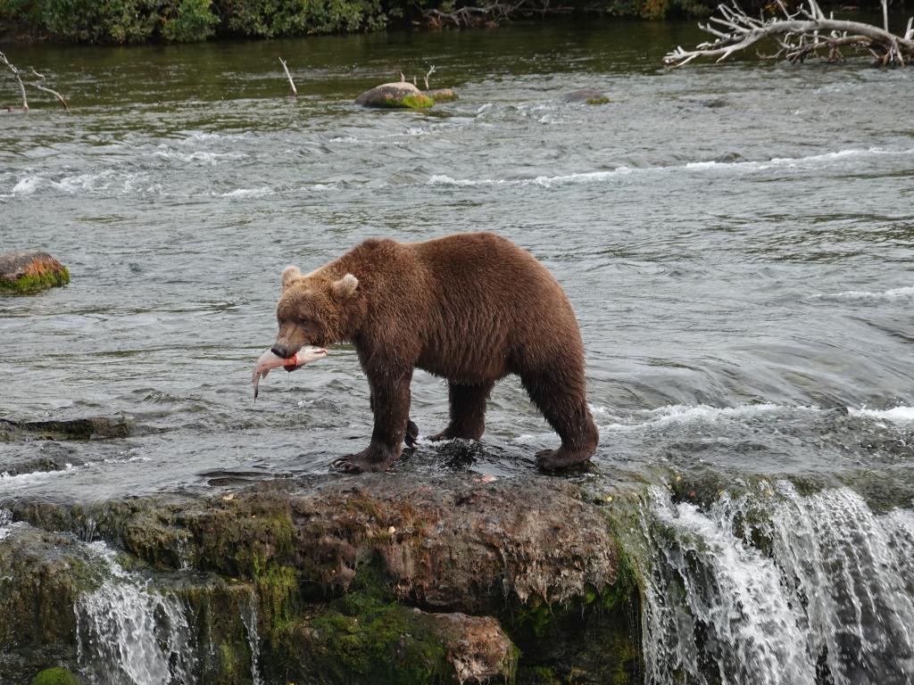 475 - 20190904 Day01 Katmai