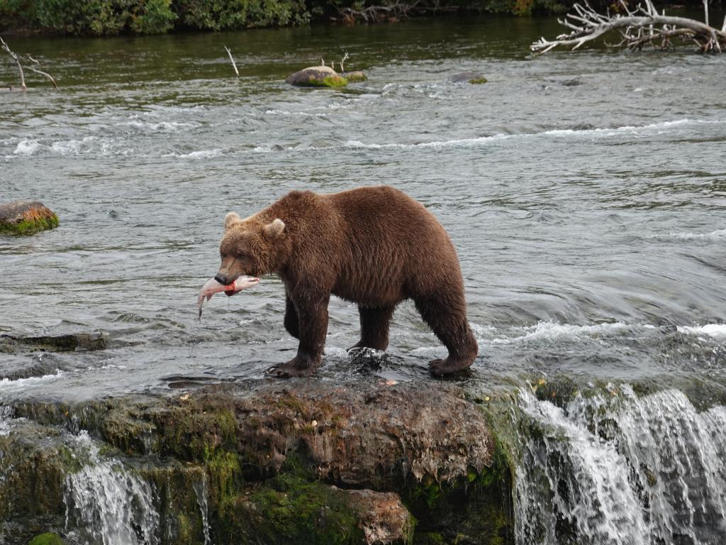 476 - 20190904 Day01 Katmai