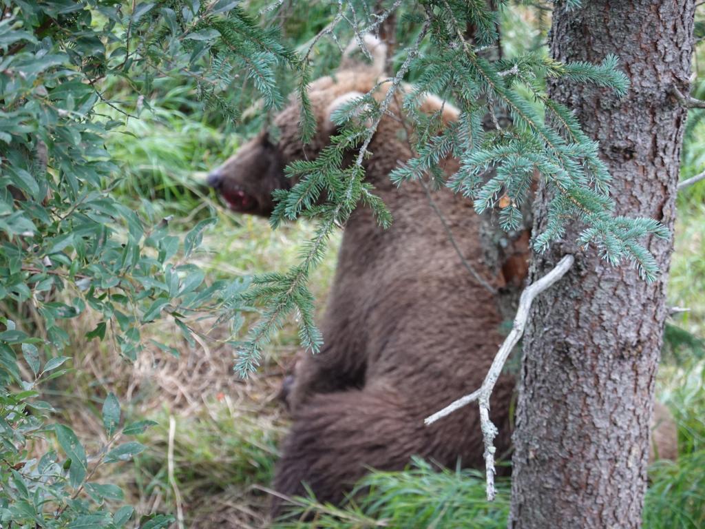 515 - 20190904 Day01 Katmai