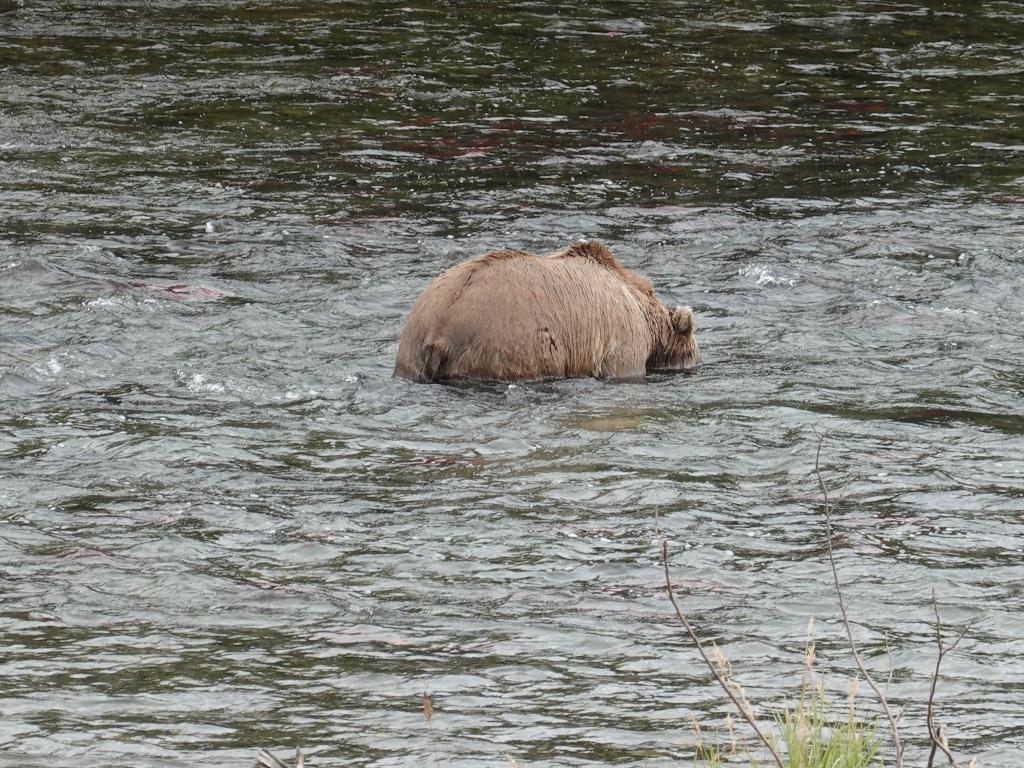 532 - 20190904 Day01 Katmai