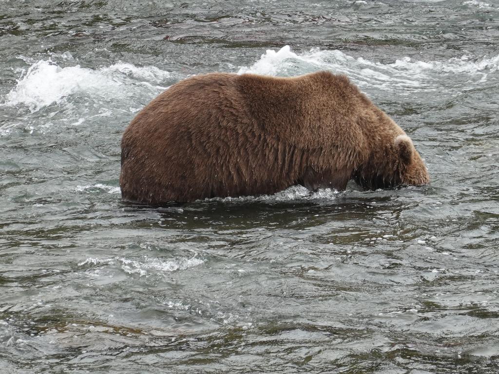 534 - 20190904 Day01 Katmai