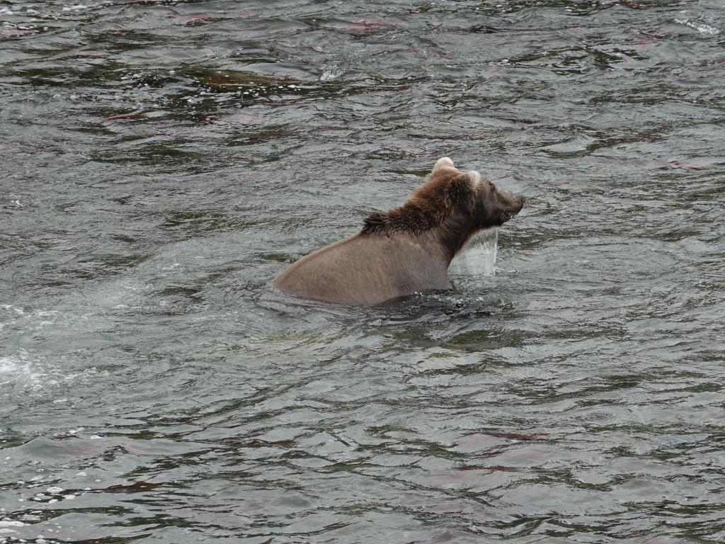 536 - 20190904 Day01 Katmai