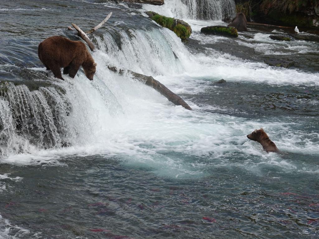 636 - 20190904 Day01 Katmai