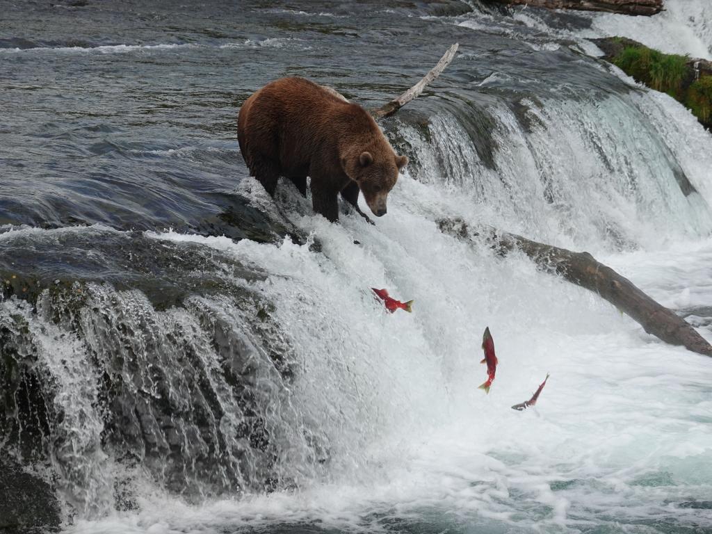 710 - 20190904 Day01 Katmai