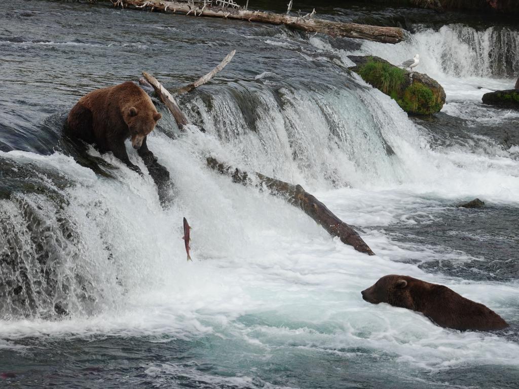 729 - 20190904 Day01 Katmai