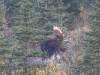 103 - 20190906 Day03 Denali Park