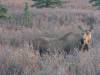 109 - 20190906 Day03 Denali Park