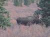 113 - 20190906 Day03 Denali Park