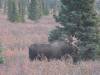 114 - 20190906 Day03 Denali Park