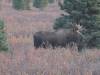 115 - 20190906 Day03 Denali Park