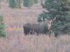 116 - 20190906 Day03 Denali Park