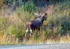 120 - 20190906 Day03 Denali Park