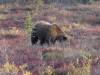 124 - 20190906 Day03 Denali Park
