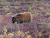 125 - 20190906 Day03 Denali Park