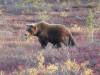 126 - 20190906 Day03 Denali Park
