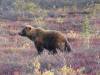 127 - 20190906 Day03 Denali Park