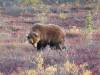 128 - 20190906 Day03 Denali Park